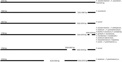 Uncovering Diagnostic Value of Mitogenome for Identification of <mark class="highlighted">Cryptic Species</mark> Fusarium graminearum Sensu Stricto